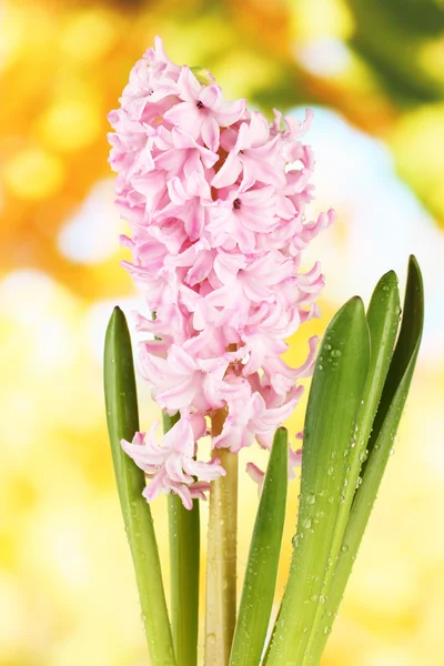 Schöne Hyazinthe, auf hellem Hintergrund — Stockfoto