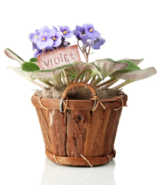 Bright saintpaulia in wooden flowerpot, isolated on white — Stock Photo, Image