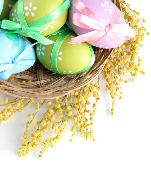 Huevos de Pascua en cesta y flores de mimosa, aislados en blanco — Foto de Stock