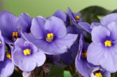 parlak menekse, close up