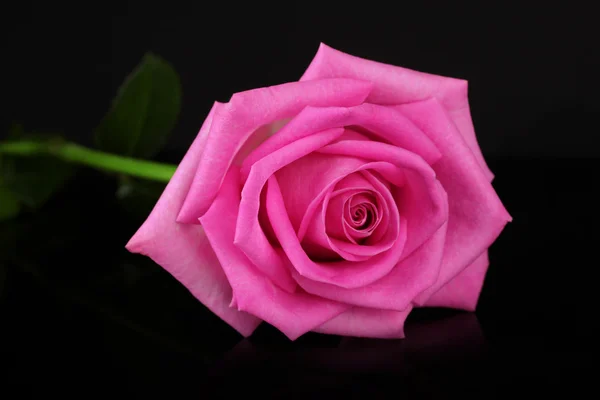 Pink rose — Stock Photo, Image