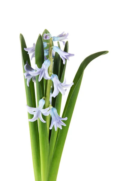 Beautiful hyacinth, isolated on white — Stock Photo, Image
