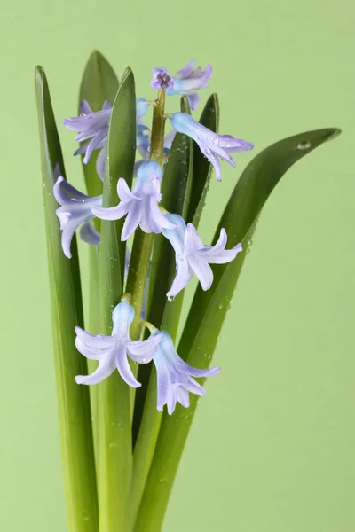 Vackra hyacint, på färgbakgrund — Stockfoto