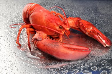 gri zemin üzerine kırmızı ıstakoz