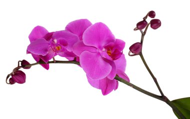 beyaz izole yumuşak güzel orkide