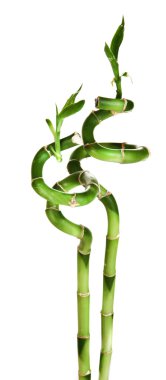 güzel bambu dalları üzerinde beyaz izole