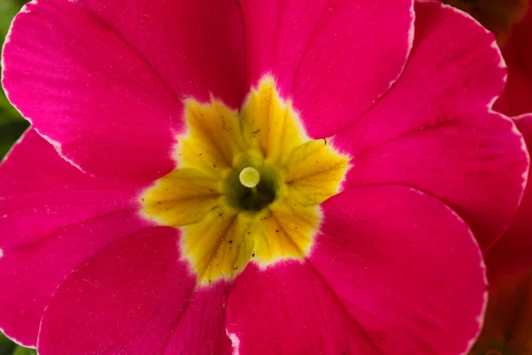 Güzel pembe primula, close up — Stok fotoğraf