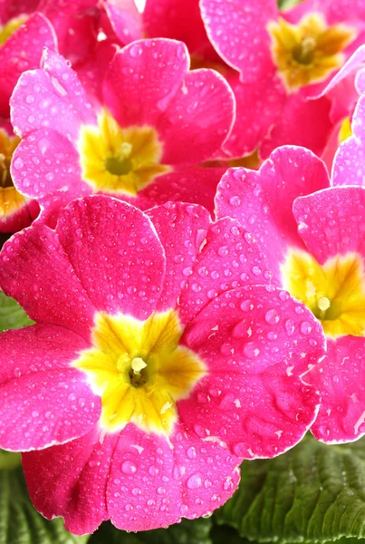 Bela primula rosa, close up — Fotografia de Stock