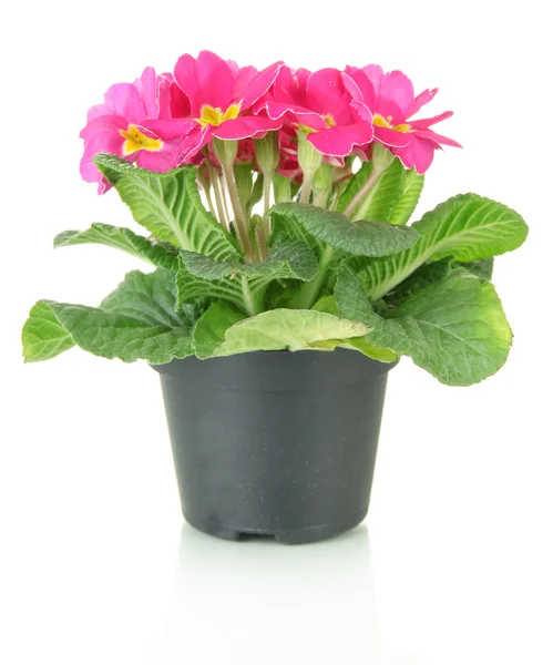 Bela primula rosa em vaso de flores, isolado em branco — Fotografia de Stock