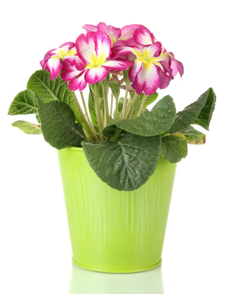 Beautiful pink primula in — Stock Photo, Image