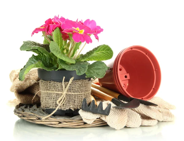 Bela primula rosa em vasos de flores e ferramentas de jardinagem, isolado em branco — Fotografia de Stock