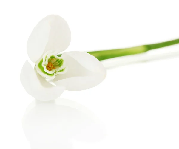 Fiore di bucaneve, isolato su bianco — Foto Stock