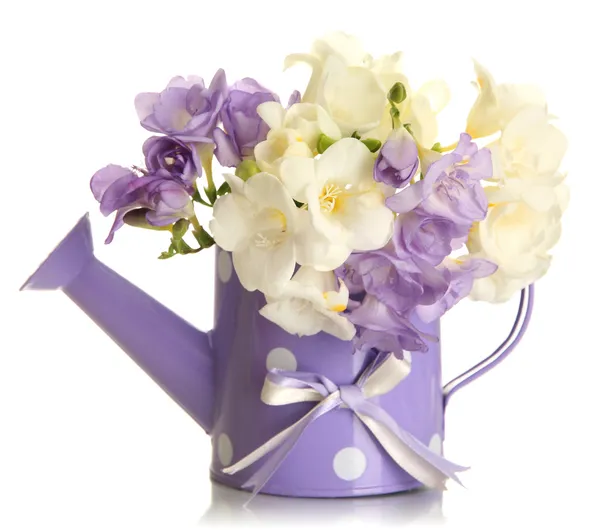 Beautiful bouquet of freesias in watering can, isolated on white — Stock Photo, Image