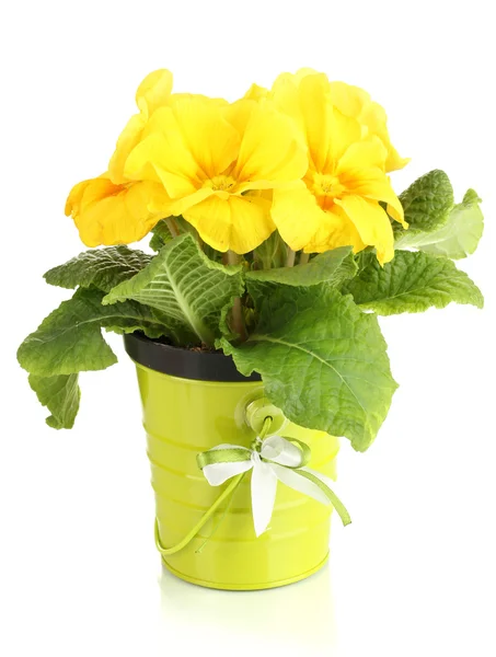 Bela primula amarela em vaso de plantas, isolado em branco — Fotografia de Stock