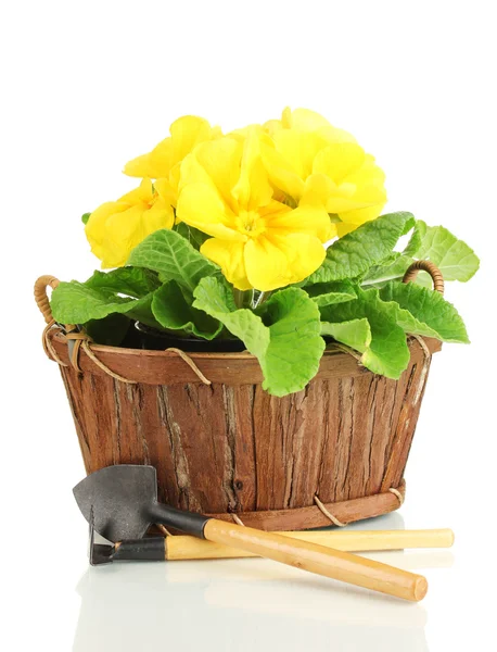 Sepette, güzel sarı çuha çiçeği üzerinde beyaz izole — Stok fotoğraf