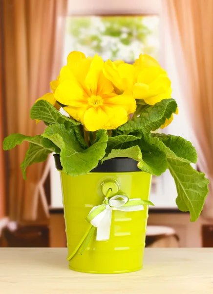 Bella primula gialla in vaso da fiori sul davanzale della finestra in legno — Foto Stock