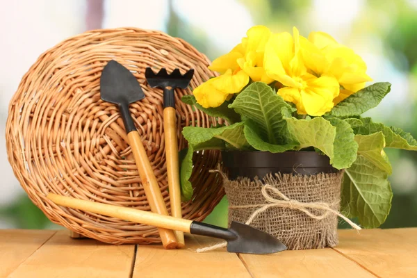 Piękny żółty Pierwiosnek w doniczka na drewnianym stole na zielonym tle — Zdjęcie stockowe