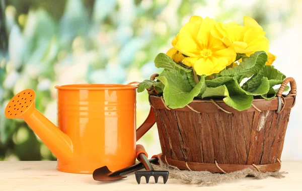Schöne gelbe Primeln im Korb auf Holztisch auf grünem Hintergrund — Stockfoto