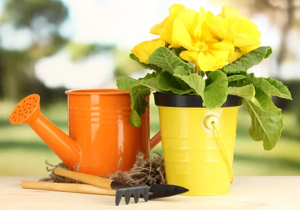 Mooie gele primula in bloempot op houten tafel op groene achtergrond — Stockfoto
