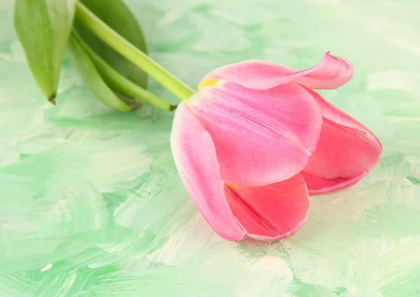 Tulipano rosa su sfondo luminoso, da vicino — Foto Stock