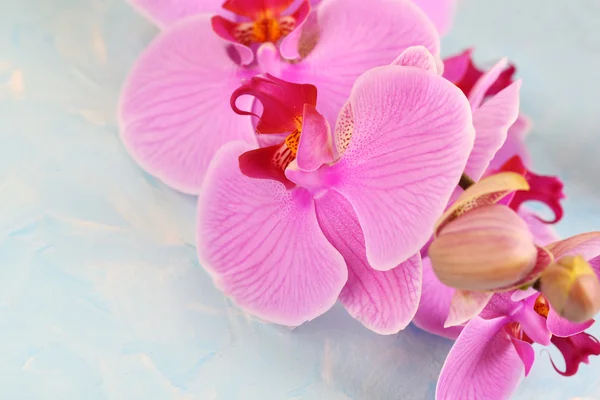 Нежная красивая орхидея на деревянном столе крупным планом — стоковое фото