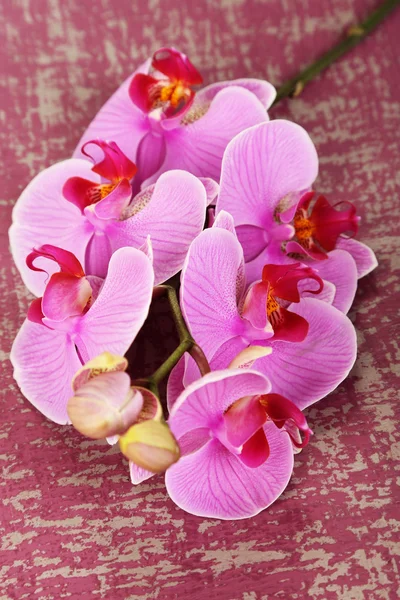 Orquídea bonita doce na mesa de madeira close-up — Fotografia de Stock