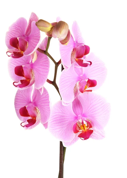 Zachte mooie orchid geïsoleerd op wit — Stockfoto