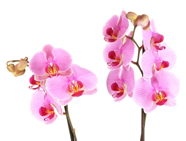 Jemný krásnou orchidej izolovaných na bílém — Stock fotografie