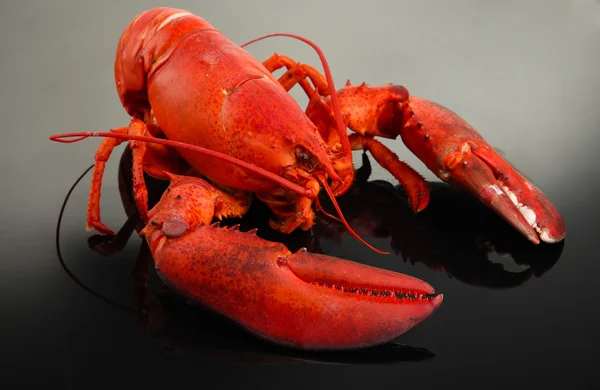 Homard rouge, sur fond gris — Photo