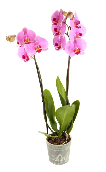 Красивая орхидея в цветочном горшке, изолированная на белом — стоковое фото
