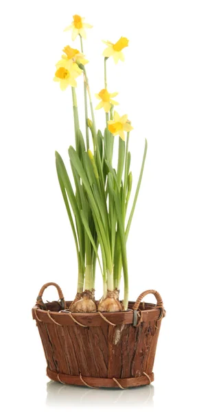Beautiful yellow daffodils in wicker basket isolated on white — Stock Photo, Image