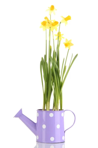 Beautiful yellow daffodils in watering can isolated on white — Stock Photo, Image