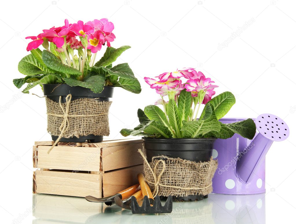 Beautiful pink primula in flowerpots and gardening tools, isolated on white