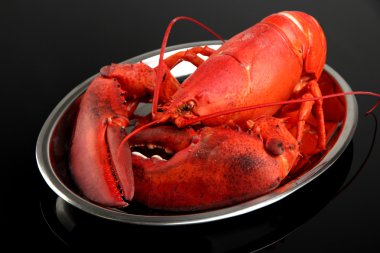 tepsi, siyah zemin üzerine kırmızı ıstakoz