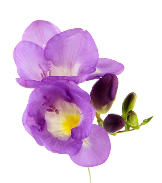 Fiore di fresia viola, isolato su bianco — Foto Stock