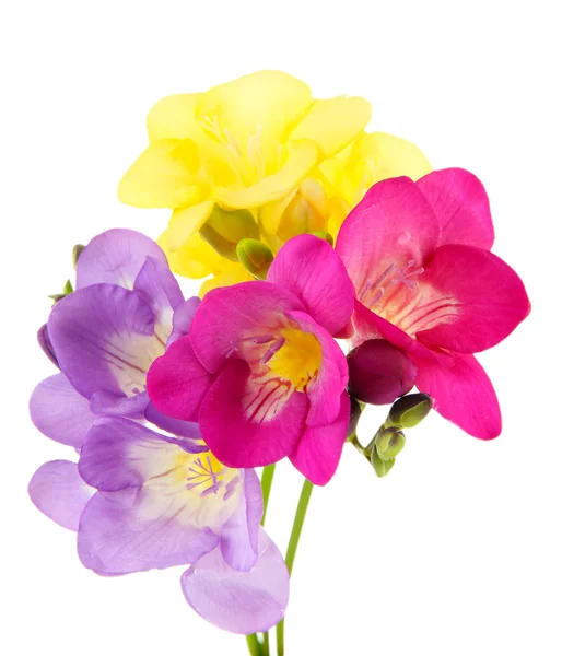 Ramo de flores de freesias, aislado en blanco — Foto de Stock