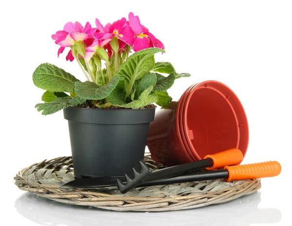 Bela primula rosa em vasos de flores e ferramentas de jardinagem, isolado em branco — Fotografia de Stock