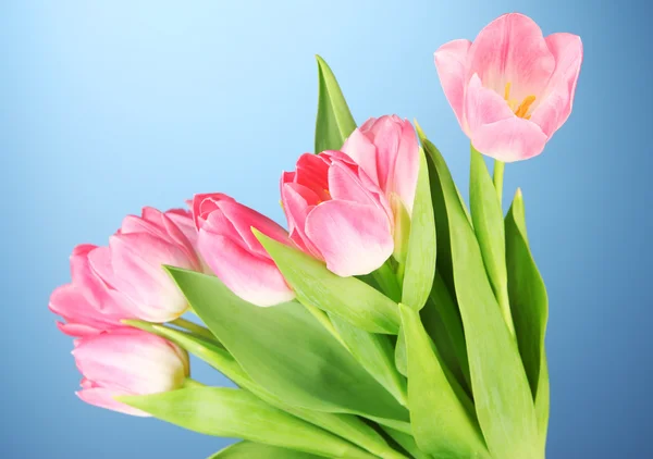 Różowe tulipany na niebieskim tle — Zdjęcie stockowe