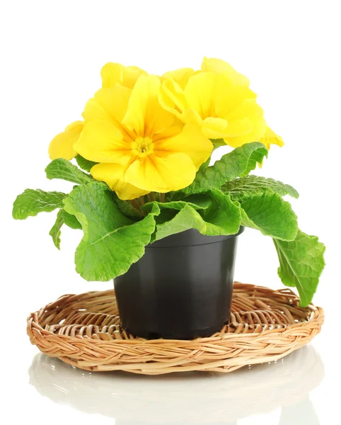 Bela primula amarela em vaso de plantas, isolado em branco — Fotografia de Stock