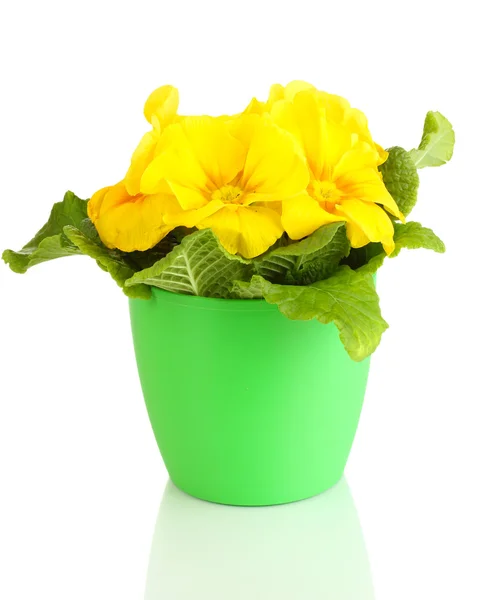 Bela primula amarela em vaso de plantas, isolado em branco — Fotografia de Stock