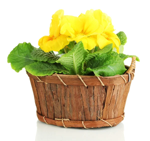 Beautiful yellow primula in basket, isolated on white — Stock Photo, Image