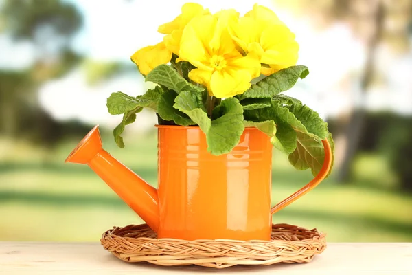 Beautiful yellow primula in watering can on wooden table on green background — Stock Photo, Image