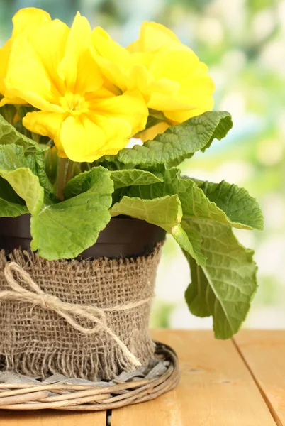 Beautiful yellow primula in flowerpot on wooden table close up — Stock Photo, Image