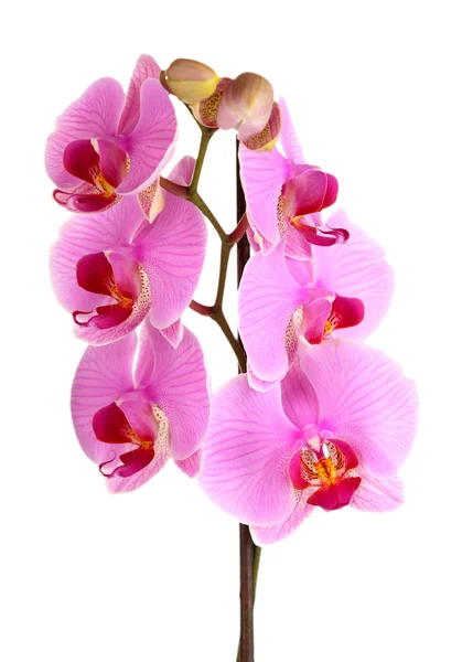 Orquídea hermosa suave aislada en blanco —  Fotos de Stock