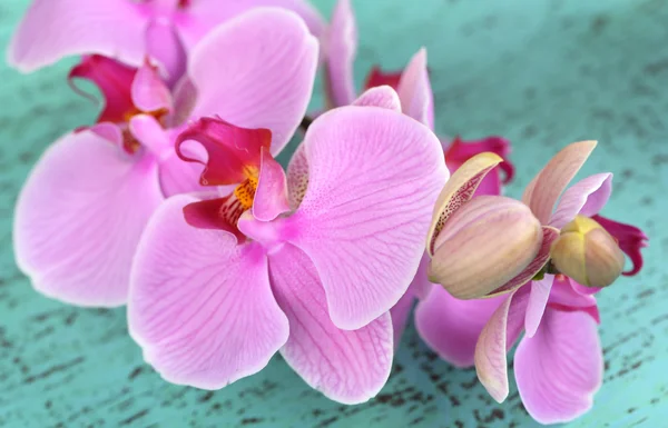 Gentle beautiful orchid on wooden table close-up — Stock Photo, Image
