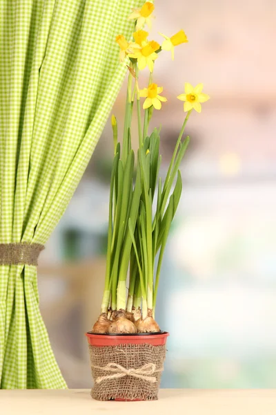 Vackra gula påskliljor i blomkruka på fönsterbakgrund — Stockfoto