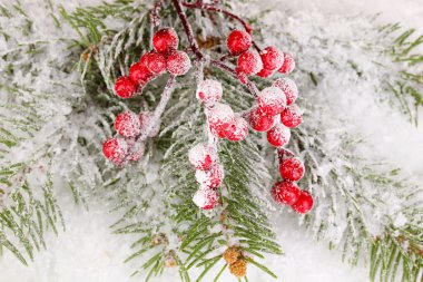 Üvez meyveleri ile Ladin karla kaplı