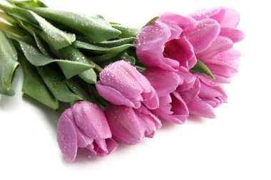 güzel beyaz izole mor Lale buketi