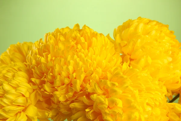 Bright yellow chrysanthemums, on green background — Stock Photo, Image