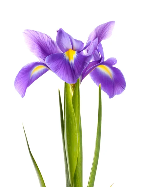 Paarse iris bloem, geïsoleerd op wit — Stockfoto